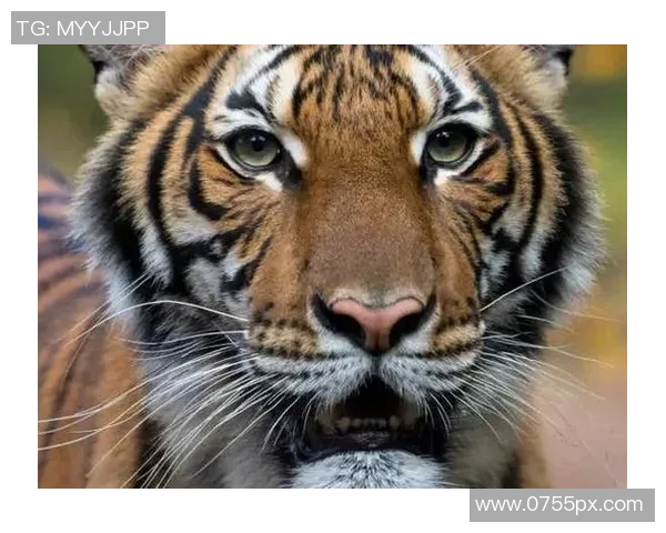 蒂华纳与老虎大学精彩对决视频回顾及赛后分析